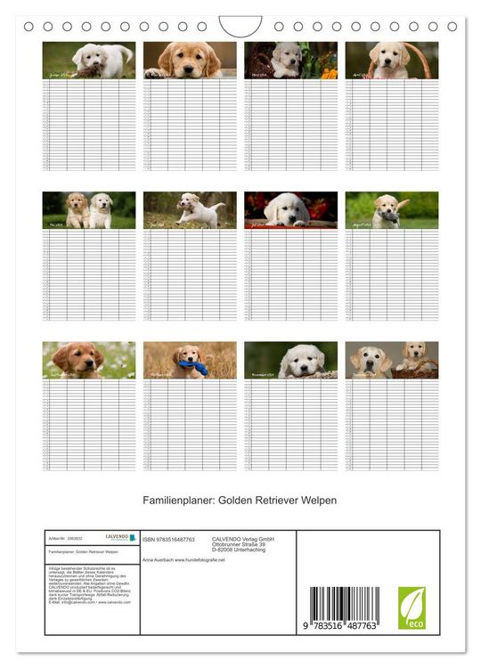 Produktbild: Familienplaner: Golden Retriever Welpen (Wandkalender 2026 DIN A4 hoch), CALVENDO Monatskalender