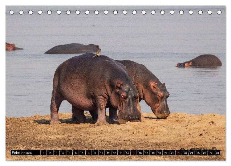 Produktbild: Hippos im s&uuml;dlichen Afrika (Tischkalender 2026 DIN A5 quer), CALVENDO Monatskalender