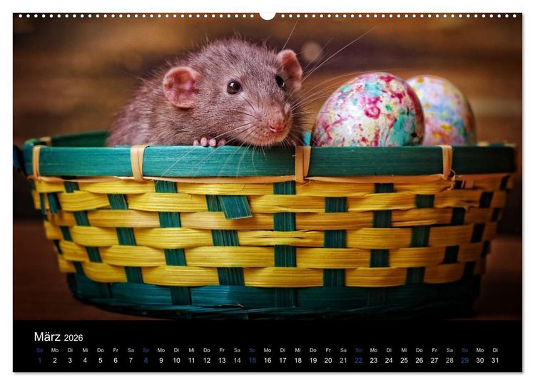 Produktbild: Ratten. Die gro&szlig;e Welt der kleinen Nager (Wandkalender 2026 DIN A2 quer), CALVENDO Monatskalender