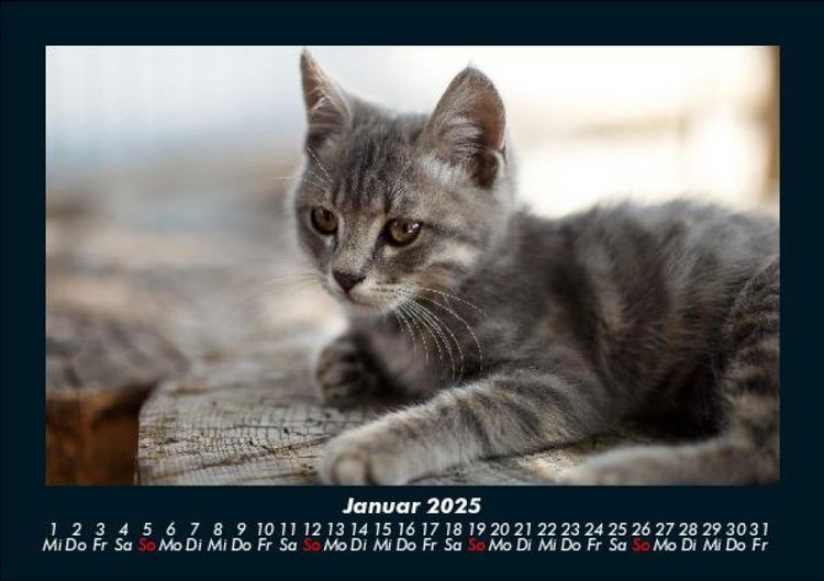 Produktbild: Welt der Tiere 2025 Fotokalender DIN A5