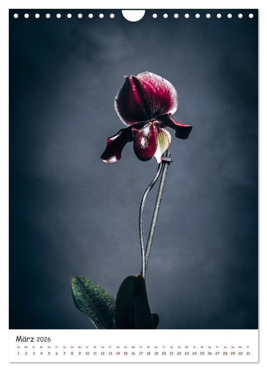 Produktbild: Orchideen Zauber (Wandkalender 2026 DIN A4 hoch), CALVENDO Monatskalender