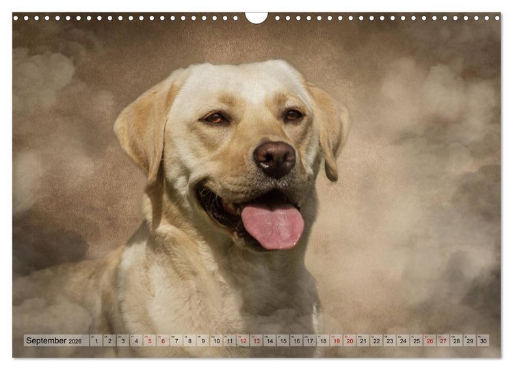 Produktbild: Jagdhunde im Portrait (Wandkalender 2026 DIN A3 quer), CALVENDO Monatskalender