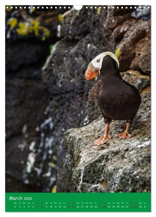 Produktbild: Our wild nature, American birds (Wall Calendar 2026 DIN A3 portrait), CALVENDO 12 Month Wall Calendar