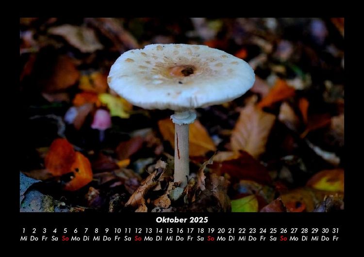 Produktbild: Pilzkalender 2025 Fotokalender DIN A3
