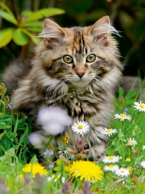 Produktbild: CALVENDO Puzzle Niedliches Maine Coon K&auml;tzchen in einer Fr&uuml;hlingswiese | 1000 Teile Lege-Gr&ouml;&szlig;e 64x48cm Foto-Puzzle f&uuml;r gl&uuml;ckliche Stunden