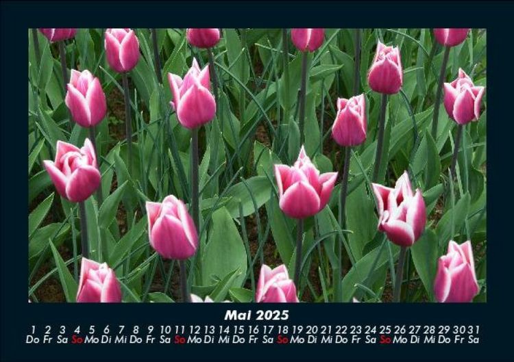 Produktbild: Blumenkalender 2025 Fotokalender DIN A5