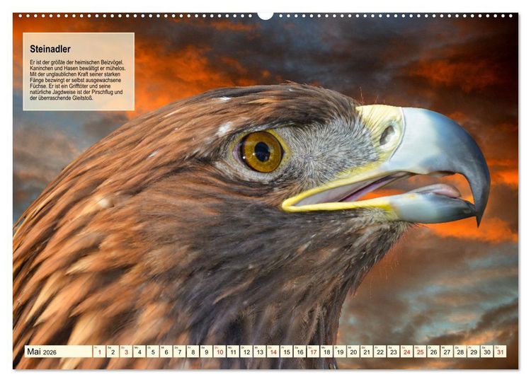 Produktbild: Kulturerbe Falknerei (Wandkalender 2026 DIN A2 quer), CALVENDO Monatskalender