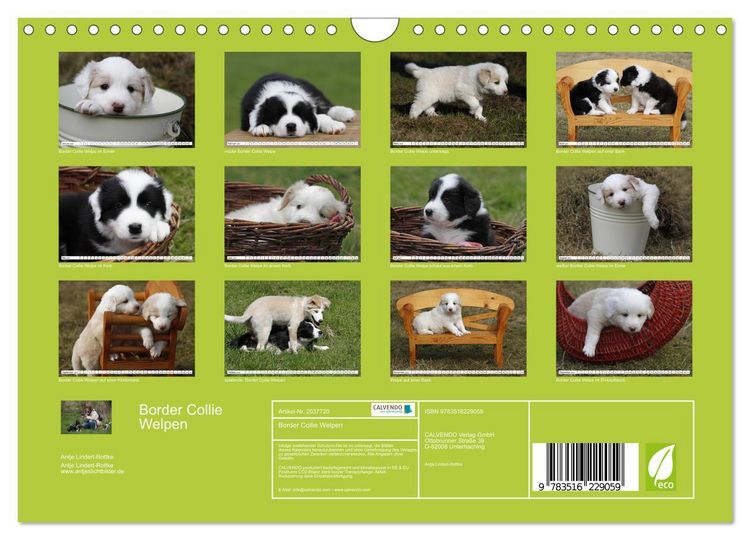 Produktbild: Border Collie Welpen (Wandkalender 2026 DIN A4 quer), CALVENDO Monatskalender