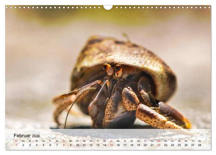 Produktbild: Krabben. Lustige Aliens (Wandkalender 2026 DIN A3 quer), CALVENDO Monatskalender