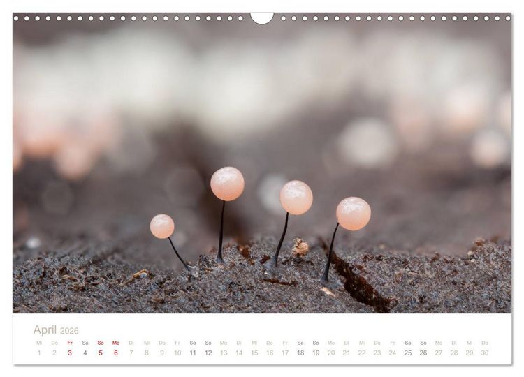 Produktbild: FASZINATION PILZE 2026 (Wandkalender 2026 DIN A3 quer), CALVENDO Monatskalender