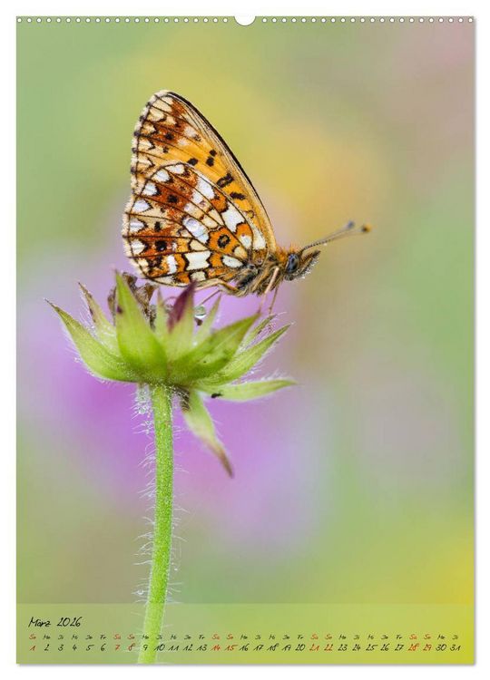 Produktbild: Kunterbuntes Gartenleben - Schmetterlinge in G&auml;rten und Parks (Wandkalender 2026 DIN A2 hoch), CALVENDO Monatskalender