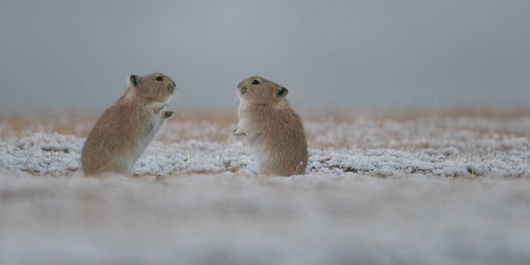 Produktbild: Der Schneeleopard