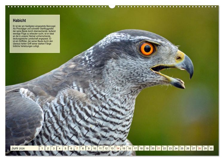 Produktbild: Kulturerbe Falknerei (hochwertiger Premium Wandkalender 2026 DIN A2 quer), Kunstdruck in Hochglanz