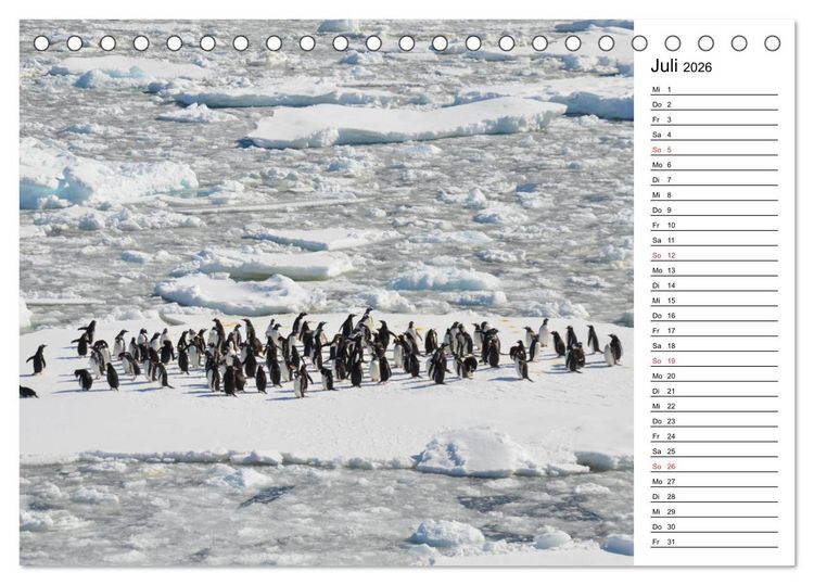 Produktbild: Pinguinliebe (Tischkalender 2026 DIN A5 quer), CALVENDO Monatskalender