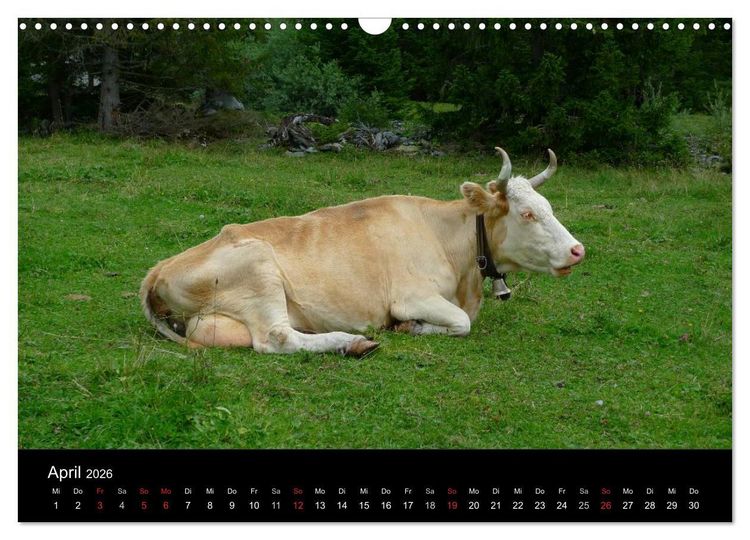 Produktbild: Die Welt der K&uuml;he (Wandkalender 2026 DIN A3 quer), CALVENDO Monatskalender