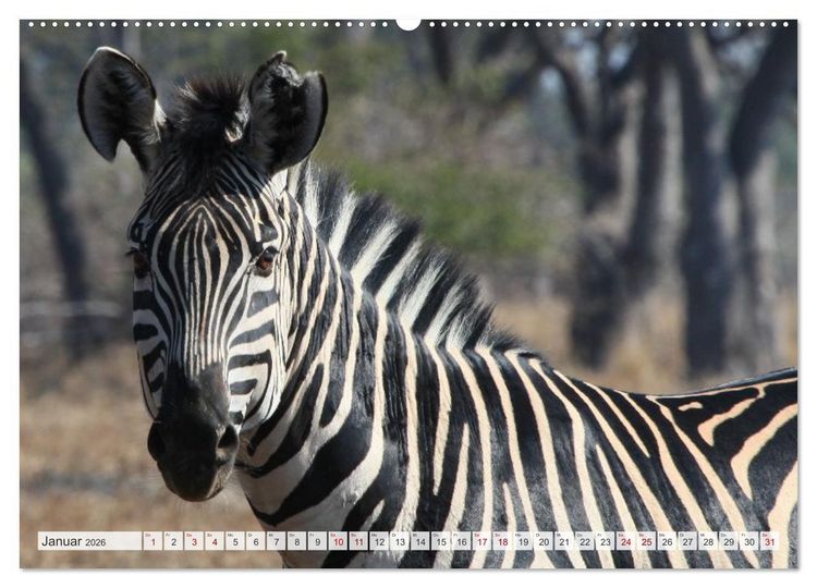 Produktbild: Sambia - ein gro&szlig;artiges Land (Wandkalender 2026 DIN A2 quer), CALVENDO Monatskalender