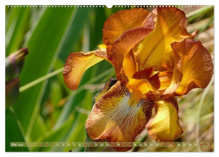 Produktbild: Iris - mond&auml;ne Gartensch&ouml;nheit (hochwertiger Premium Wandkalender 2026 DIN A2 quer), Kunstdruck in Hochglanz