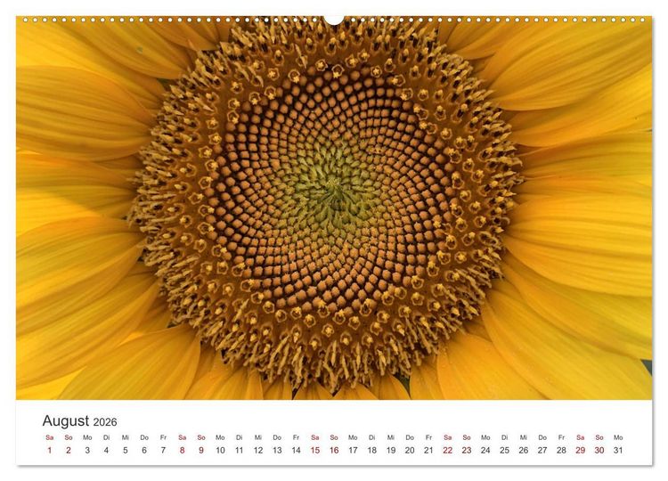 Produktbild: Sonnenblumen - Erstrahlen im freundlichen Gelb. (hochwertiger Premium Wandkalender 2026 DIN A2 quer), Kunstdruck in Hochglanz