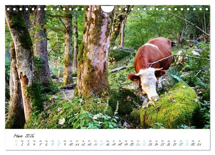 Produktbild: Traumhafter K&ouml;nigssee (Wandkalender 2026 DIN A4 quer), CALVENDO Monatskalender