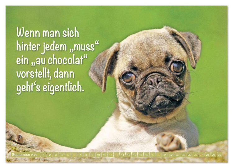 Produktbild: Der Mops: Nicht klein, sondern aufs Wesentliche reduziert. (hochwertiger Premium Wandkalender 2026 DIN A2 quer), Kunstdruck in Hochglanz