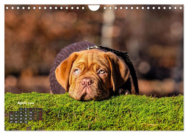 Produktbild: Eine kleine Bordeauxdogge entdeckt die Welt (Wandkalender 2026 DIN A4 quer), CALVENDO Monatskalender
