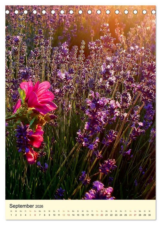 Produktbild: Provence Lavendel Paradies (Tischkalender 2026 DIN A5 hoch), CALVENDO Monatskalender