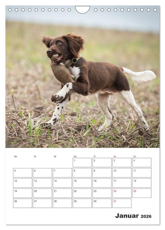 Produktbild: Geboren um zu Jagen. Der kleine M&uuml;nsterl&auml;nder (Wandkalender 2026 DIN A4 hoch), CALVENDO Monatskalender