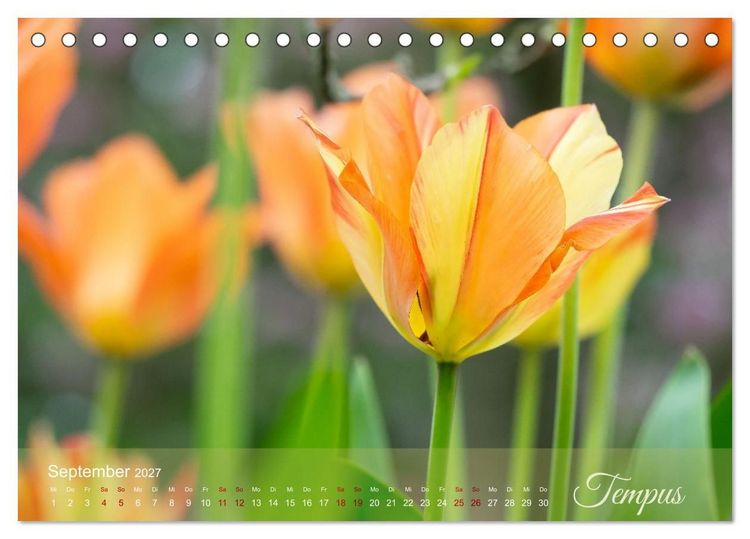 Produktbild: Tulipa et Verba &ndash; Tulpenbl&uuml;ten und stille W&ouml;rter (Tischkalender 2027 DIN A5 quer), CALVENDO Monatskalender