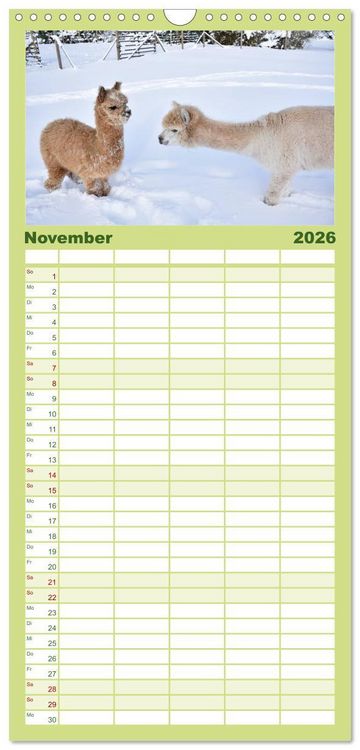 Produktbild: Familienplaner 2026 - Alpakas zum Verlieben mit 5 Spalten (Wandkalender, 21 x 45 cm) CALVENDO