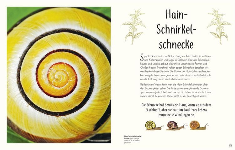 Produktbild: Wundervolle Welt der Insekten und Spinnentiere