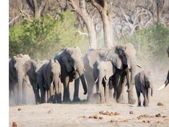 Produktbild: CALVENDO Puzzle Auf dem Weg zum Khwai River, Botswana | 1000 Teile Lege-Gr&ouml;&szlig;e 64x48cm Foto-Puzzle f&uuml;r gl&uuml;ckliche Stunden