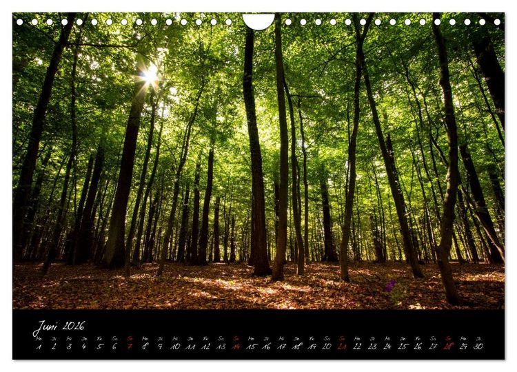 Produktbild: Wald (Wandkalender 2026 DIN A4 quer), CALVENDO Monatskalender