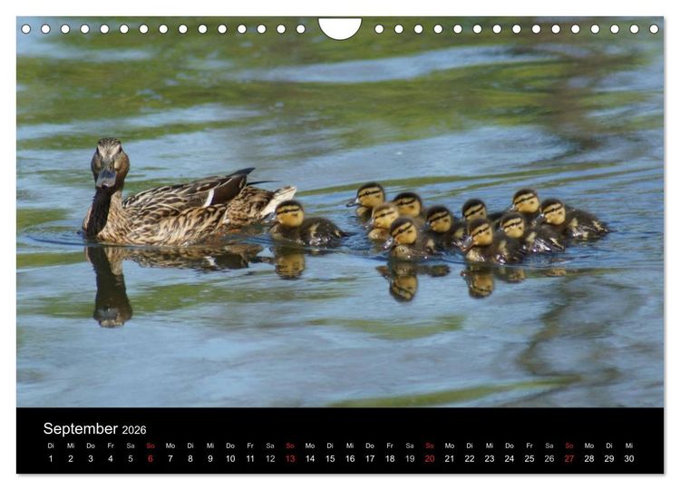 Produktbild: Die Kinderstube der Wasserv&ouml;gel (Wandkalender 2026 DIN A4 quer), CALVENDO Monatskalender