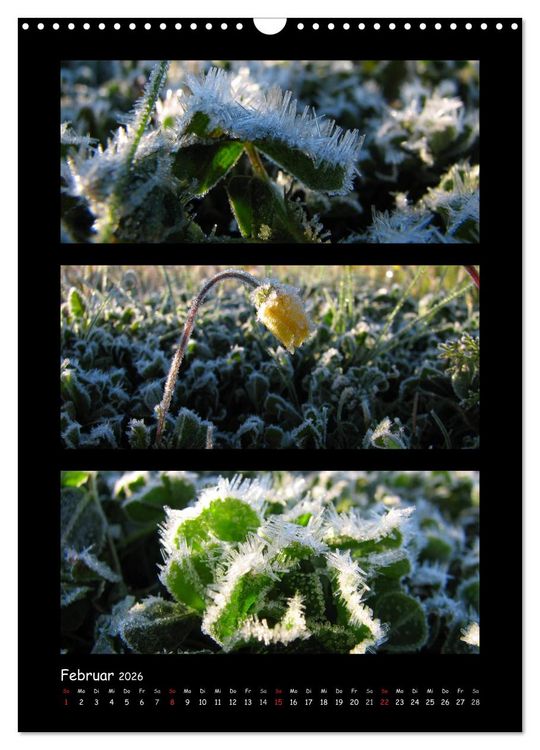 Produktbild: ZAUBERWELT DER BLUMEN - EISKRISTALLE & WASSERPERLEN (Wandkalender 2026 DIN A3 hoch), CALVENDO Monatskalender