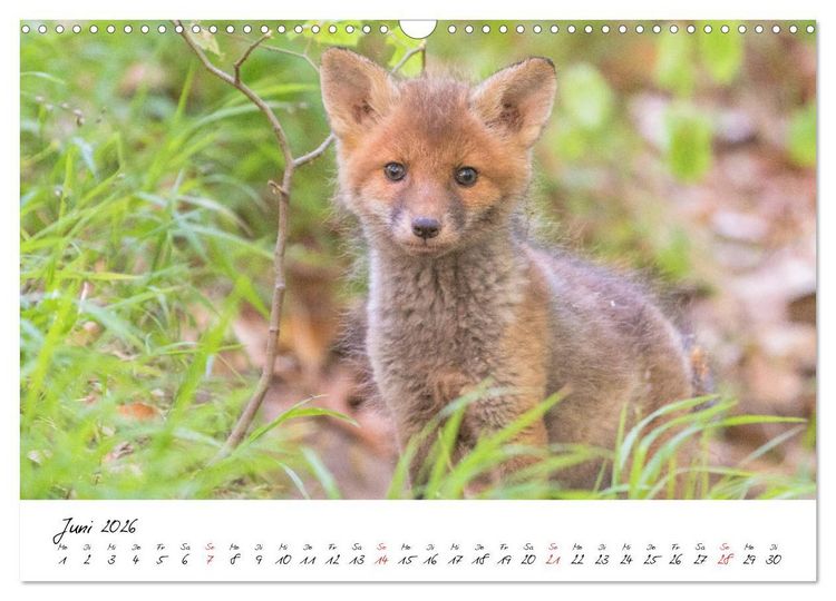 Produktbild: Fuchs entdeckt - im Naturparadies der Mecklenburgischen Seenplatte (Wandkalender 2026 DIN A3 quer), CALVENDO Monatskalender
