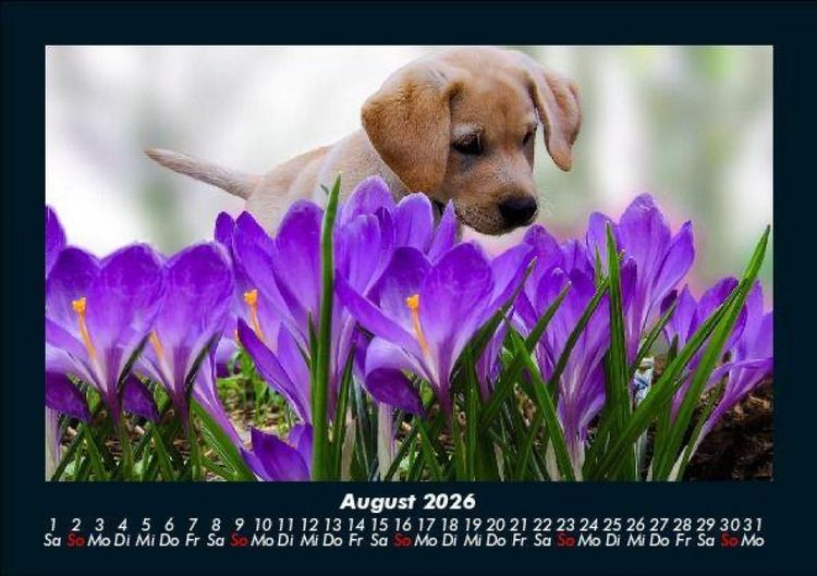 Produktbild: Welpen 2026 Fotokalender DIN A5