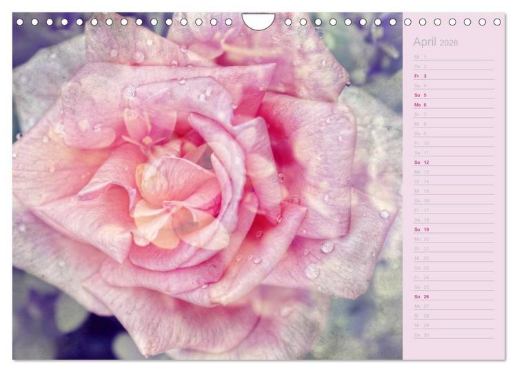 Produktbild: Romantische Rosen (Wandkalender 2026 DIN A4 quer), CALVENDO Monatskalender