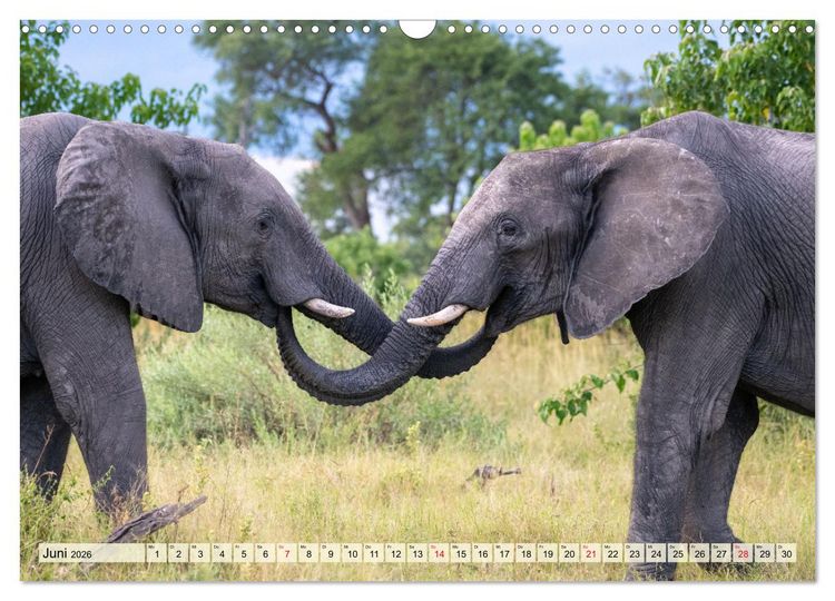 Produktbild: Elefanten - Sanfte Riesen Afrikas (Wandkalender 2026 DIN A3 quer), CALVENDO Monatskalender