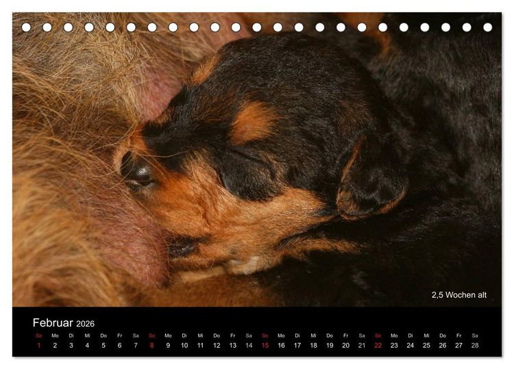 Produktbild: Airedale Terrier Welpen (Tischkalender 2026 DIN A5 quer), CALVENDO Monatskalender