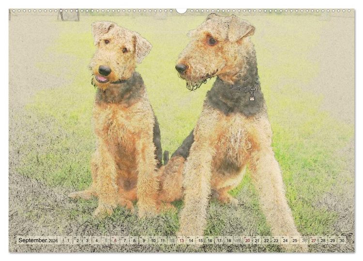 Produktbild: Airedale Terrier 2026 (hochwertiger Premium Wandkalender 2026 DIN A2 quer), Kunstdruck in Hochglanz