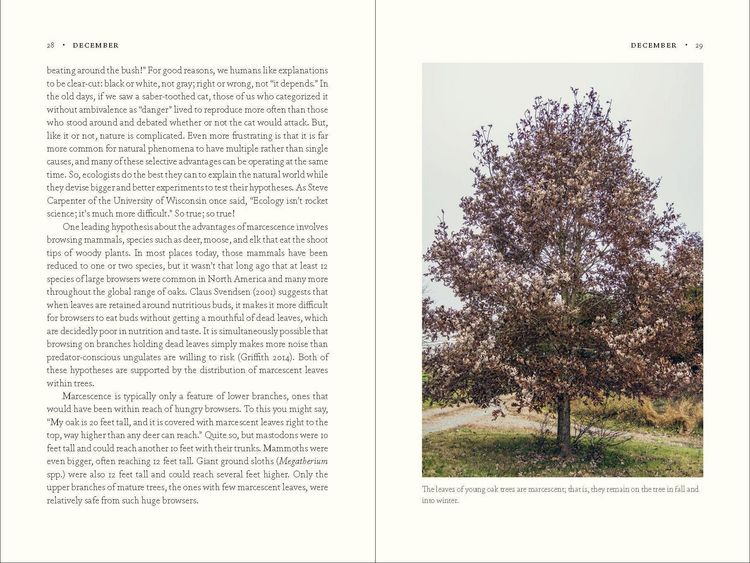 Produktbild: The Nature of Oaks