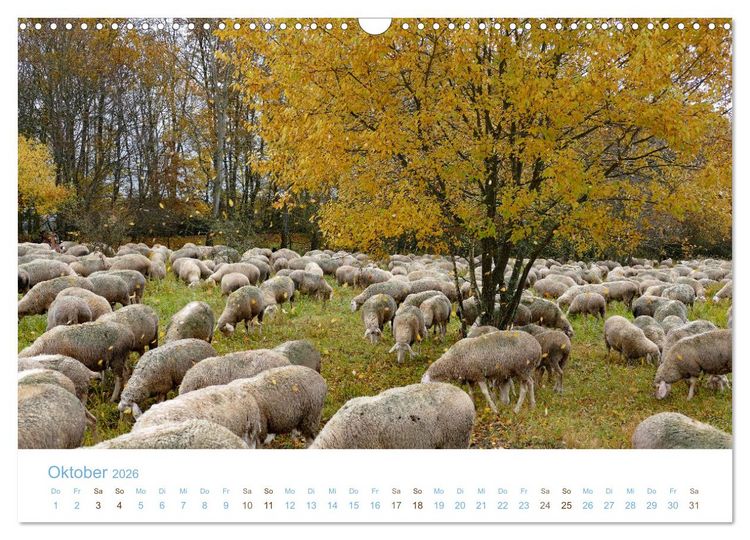 Produktbild: Mit Schafen durch das Jahr (Wandkalender 2026 DIN A3 quer), CALVENDO Monatskalender