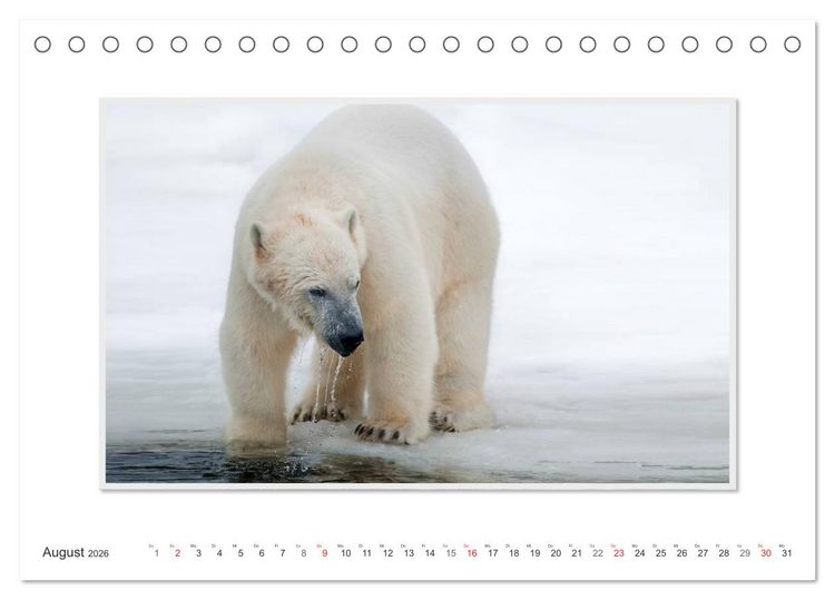 Produktbild: Emotionale Momente: Der Eisb&auml;r. (Tischkalender 2026 DIN A5 quer), CALVENDO Monatskalender