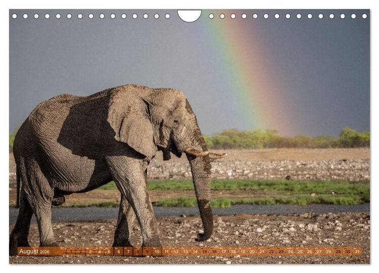 Produktbild: Das s&uuml;dliche Afrika 2026 (Wandkalender 2026 DIN A4 quer), CALVENDO Monatskalender