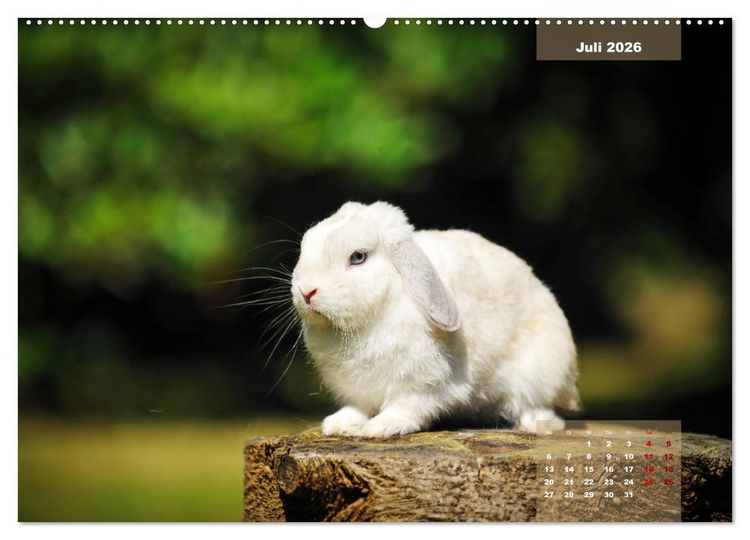 Produktbild: Kaninchen klein und putzig (Wandkalender 2026 DIN A2 quer), CALVENDO Monatskalender