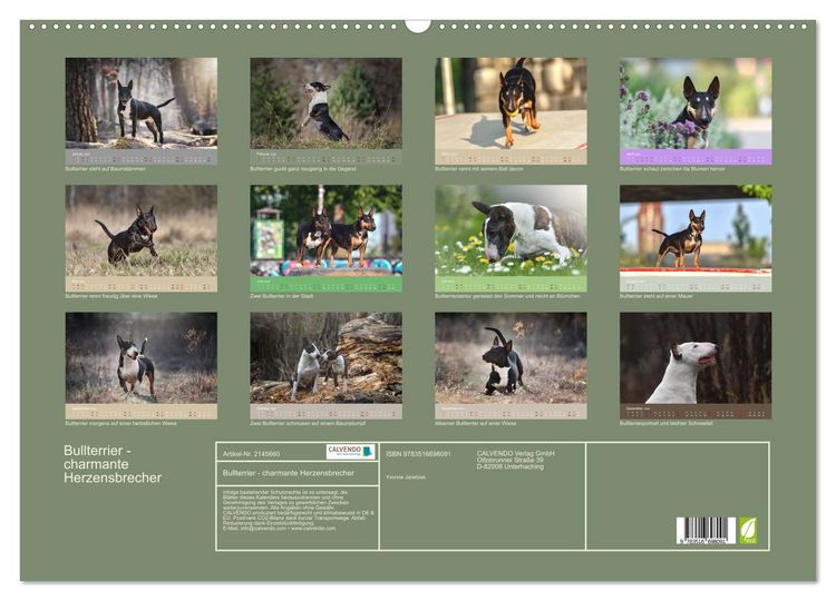 Produktbild: Bullterrier - charmante Herzensbrecher (Wandkalender 2026 DIN A2 quer), CALVENDO Monatskalender