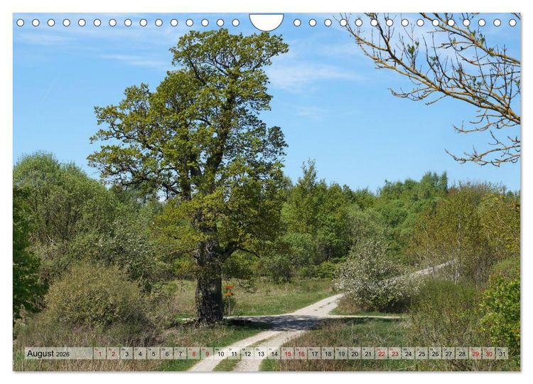 Produktbild: Der Hainich in Th&uuml;ringen - Weltnaturerbe (Wandkalender 2026 DIN A4 quer), CALVENDO Monatskalender