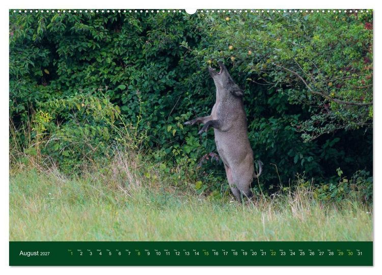 Produktbild: Wild Boars (High Quality Premium Wall Calendar 2027 DIN A2 landscape),CALVENDO 12 Month Wall Calendar
