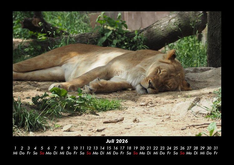 Produktbild: L&ouml;wen in der Wildnis 2026 Fotokalender DIN A3