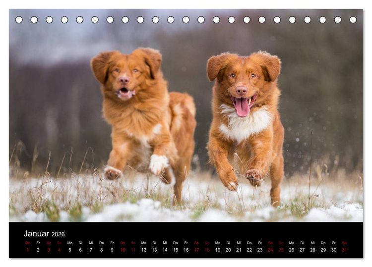 Produktbild: Toller - Nova Scotia Duck Tolling Retriever (Tischkalender 2026 DIN A5 quer), CALVENDO Monatskalender